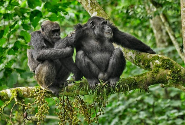 How do monkey rescues address the illegal pet trade?