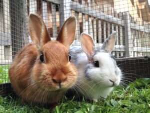 Which organizations provide resources for rabbit rescue and adoption?